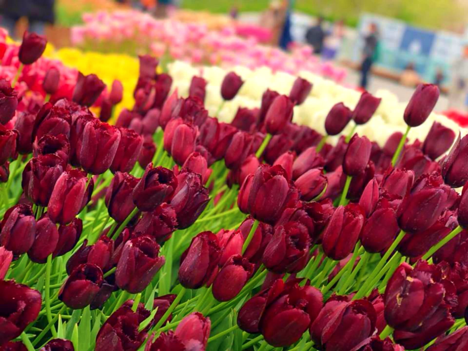 تاريخ وردة التوليب