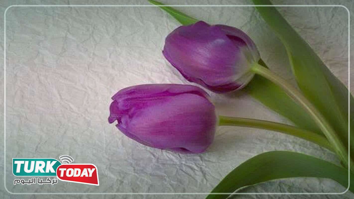 زهرة التوليب البنفسجية