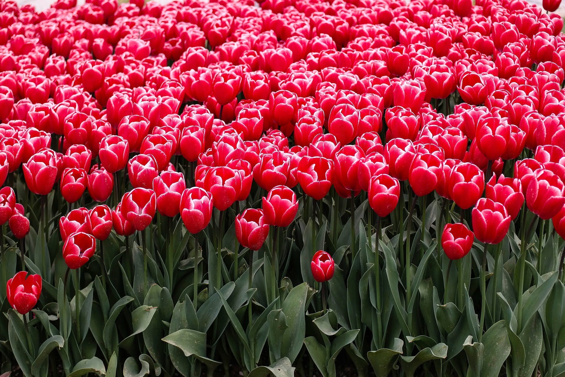 صور زهرة التوليب