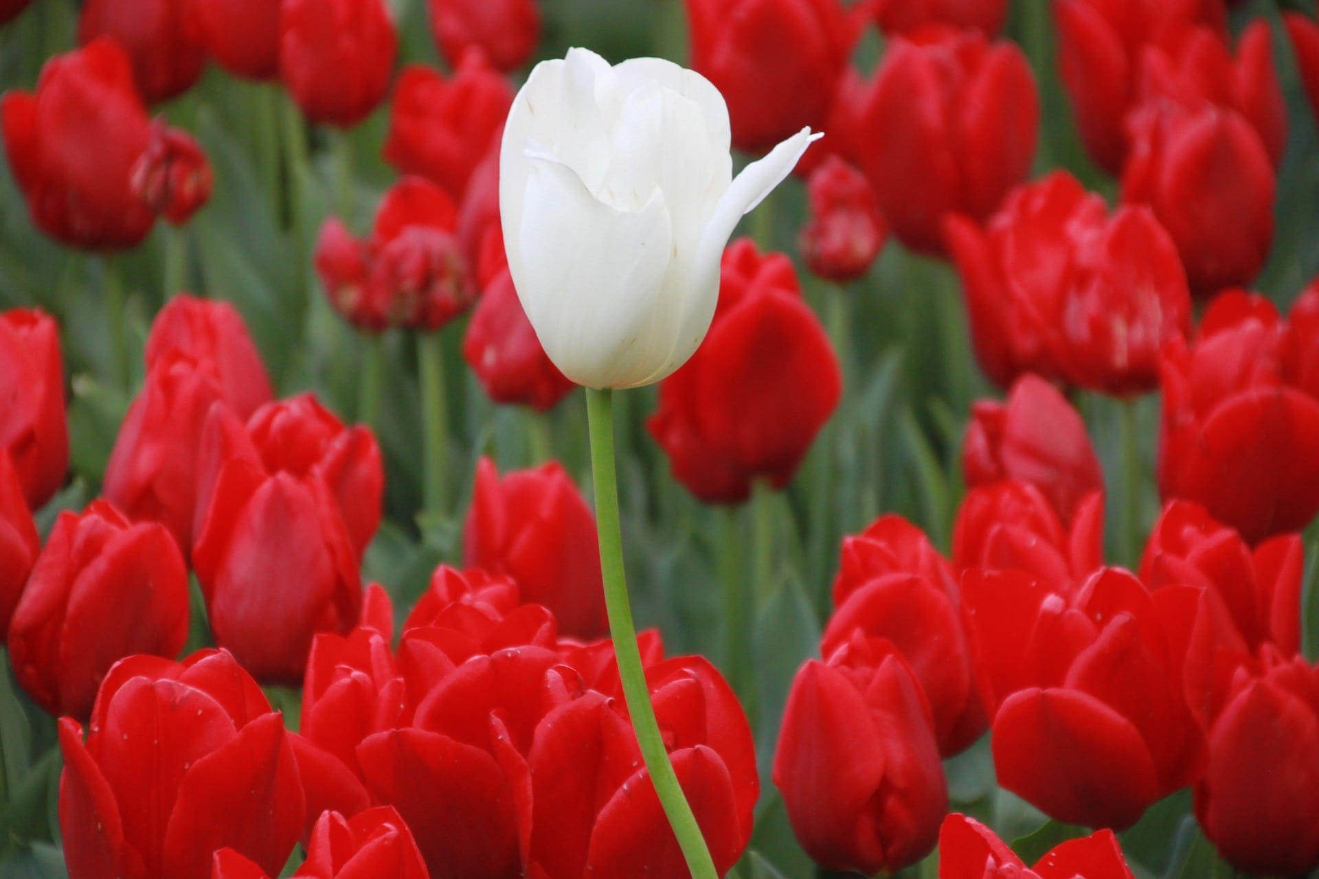 ما معنى زهرة التوليب؟