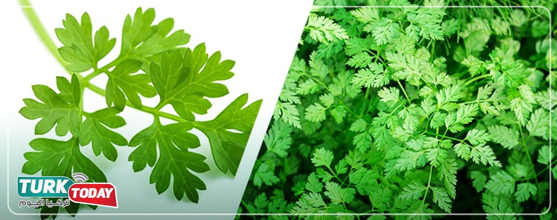 البقدونس الإفرنجي