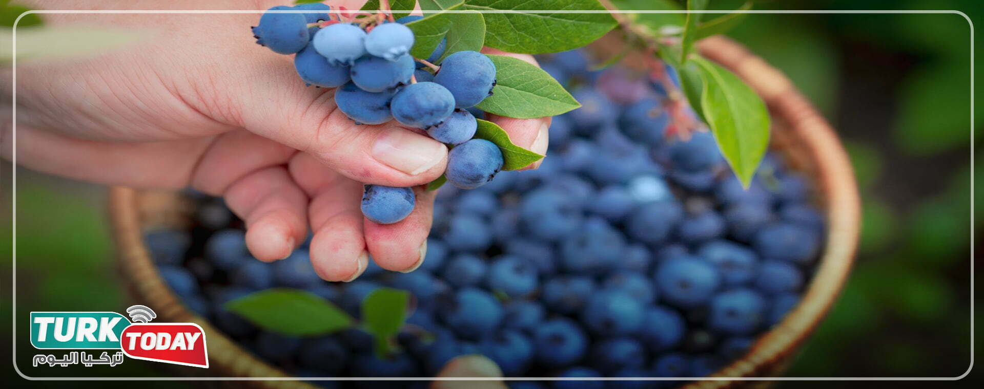 التوت الأزرق