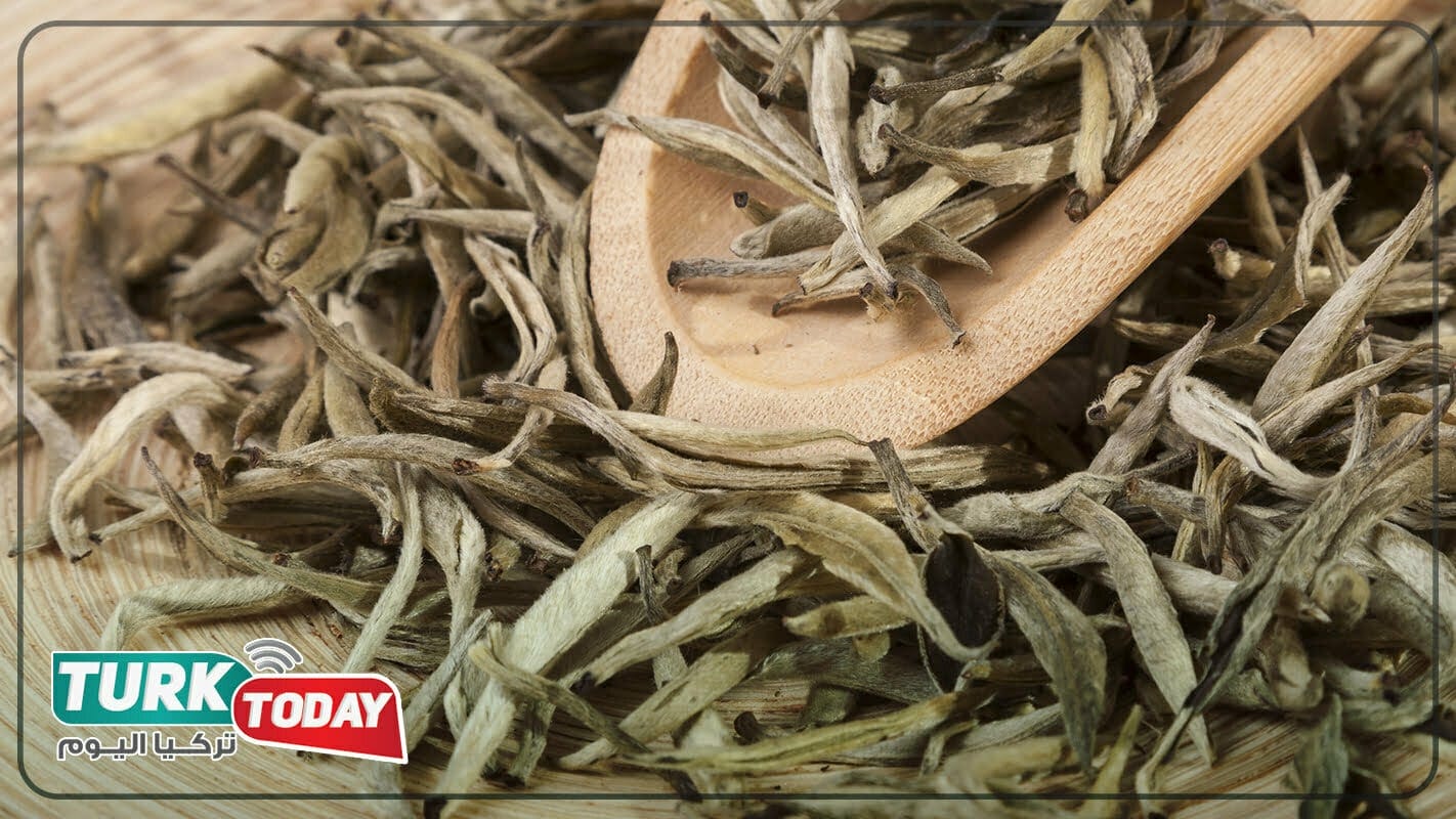 الشاي الأبيض