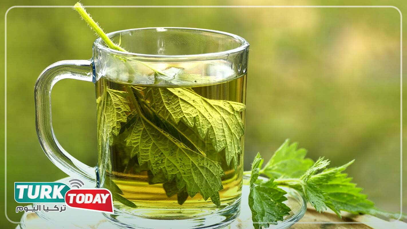 شاي نبات القراص