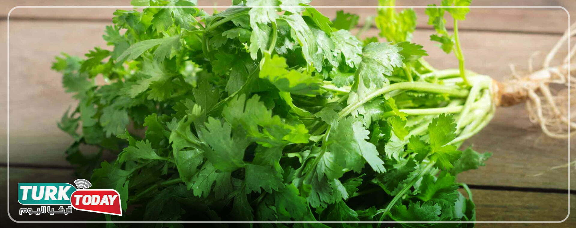 نبات الكزبرة