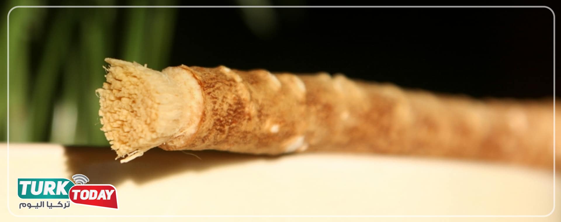 ما هو مسواك الأسنان ؟