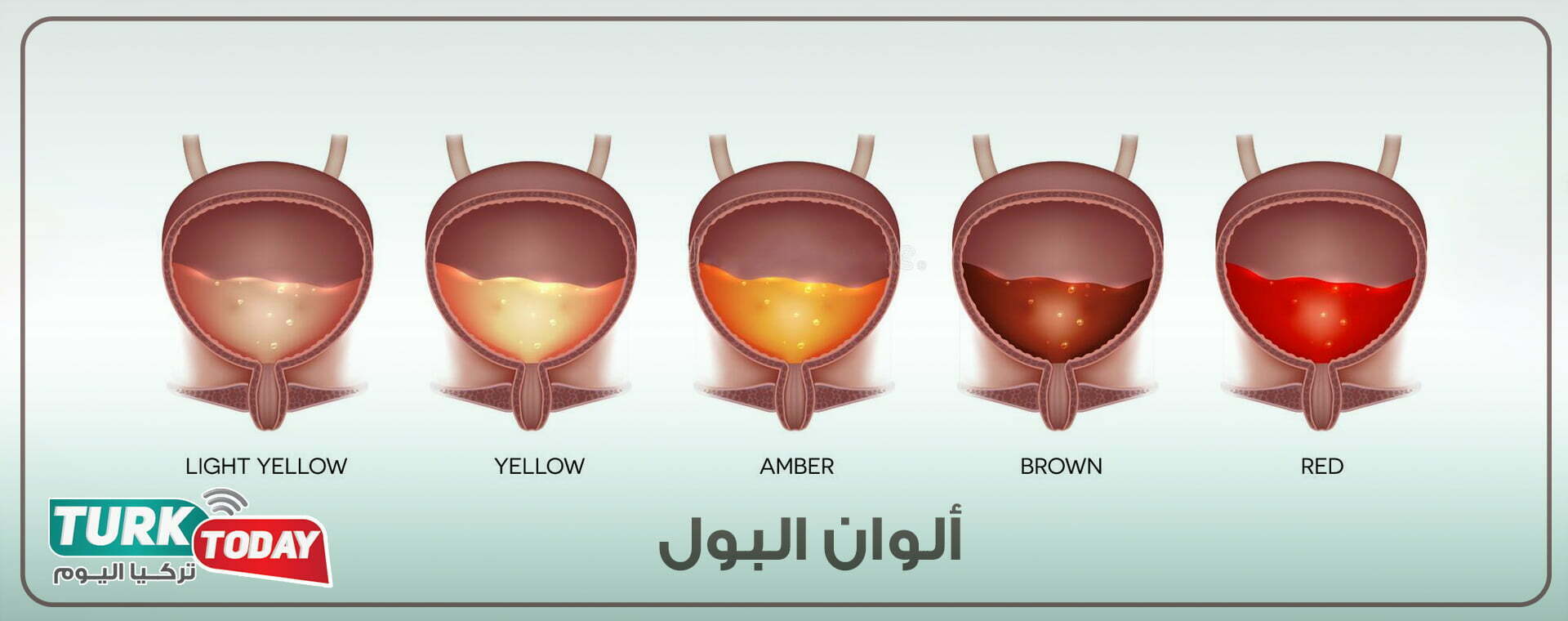 ألوان البول ودلالاته بالصور