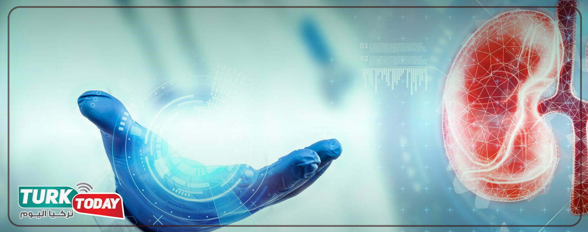 ماهي الكلى وما مهمتها؟