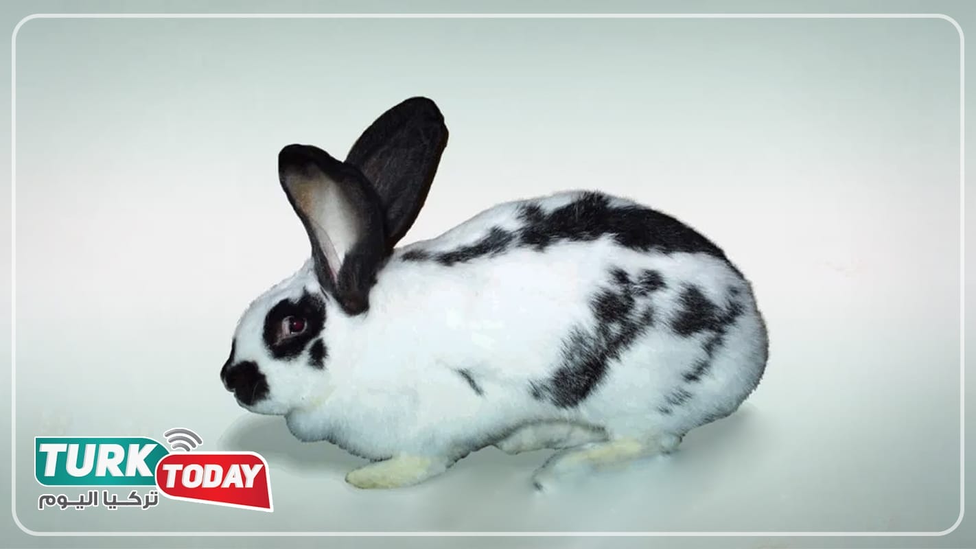 أرنب البابيون