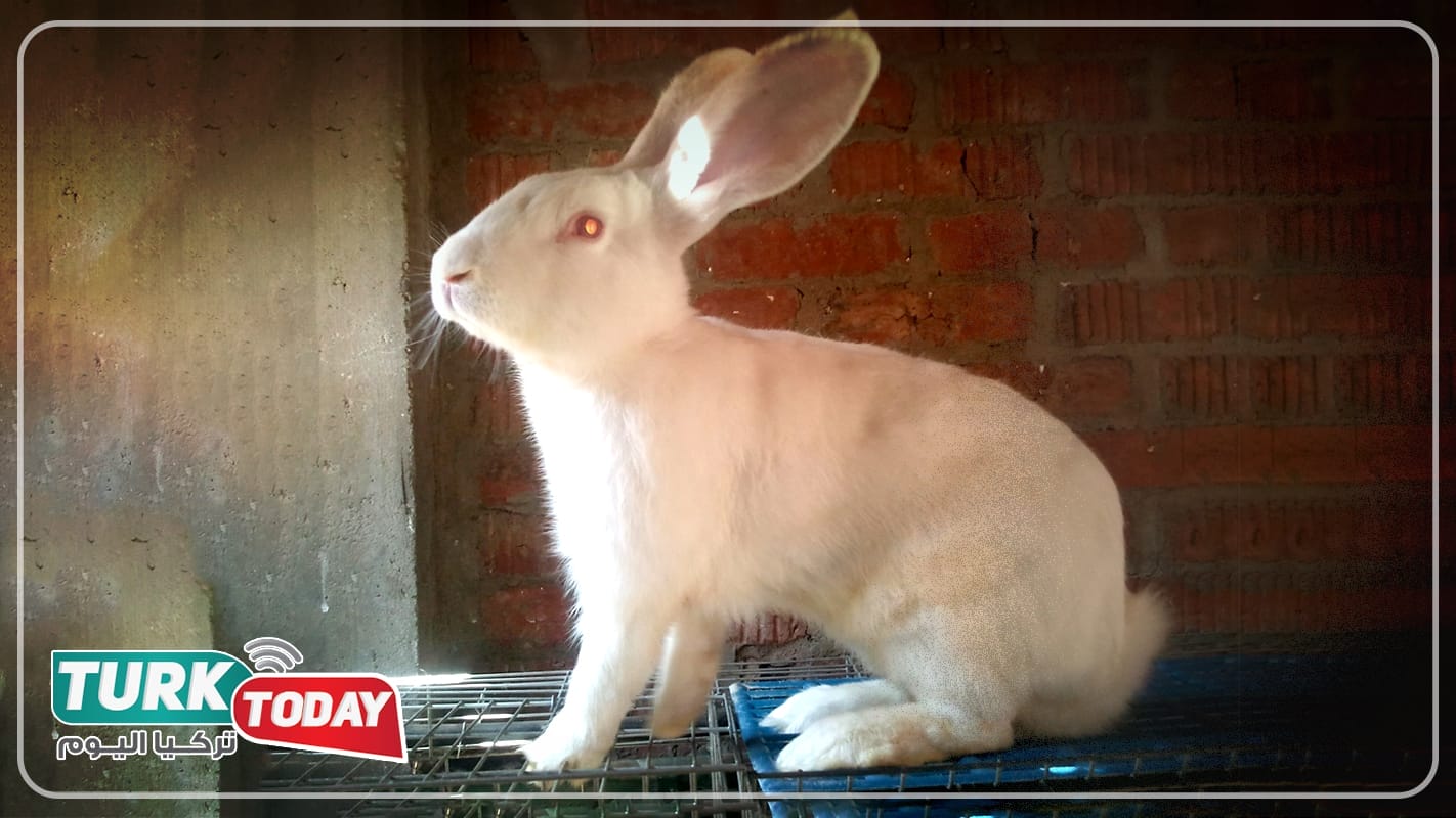 أرنب البوكسات