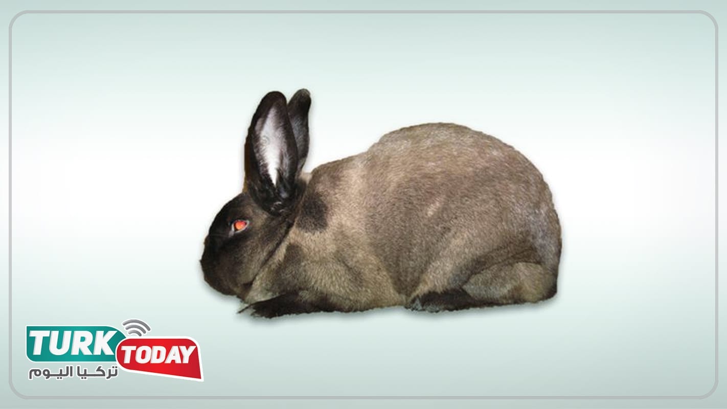 أرنب السمور الامريكي - American sable rabbit