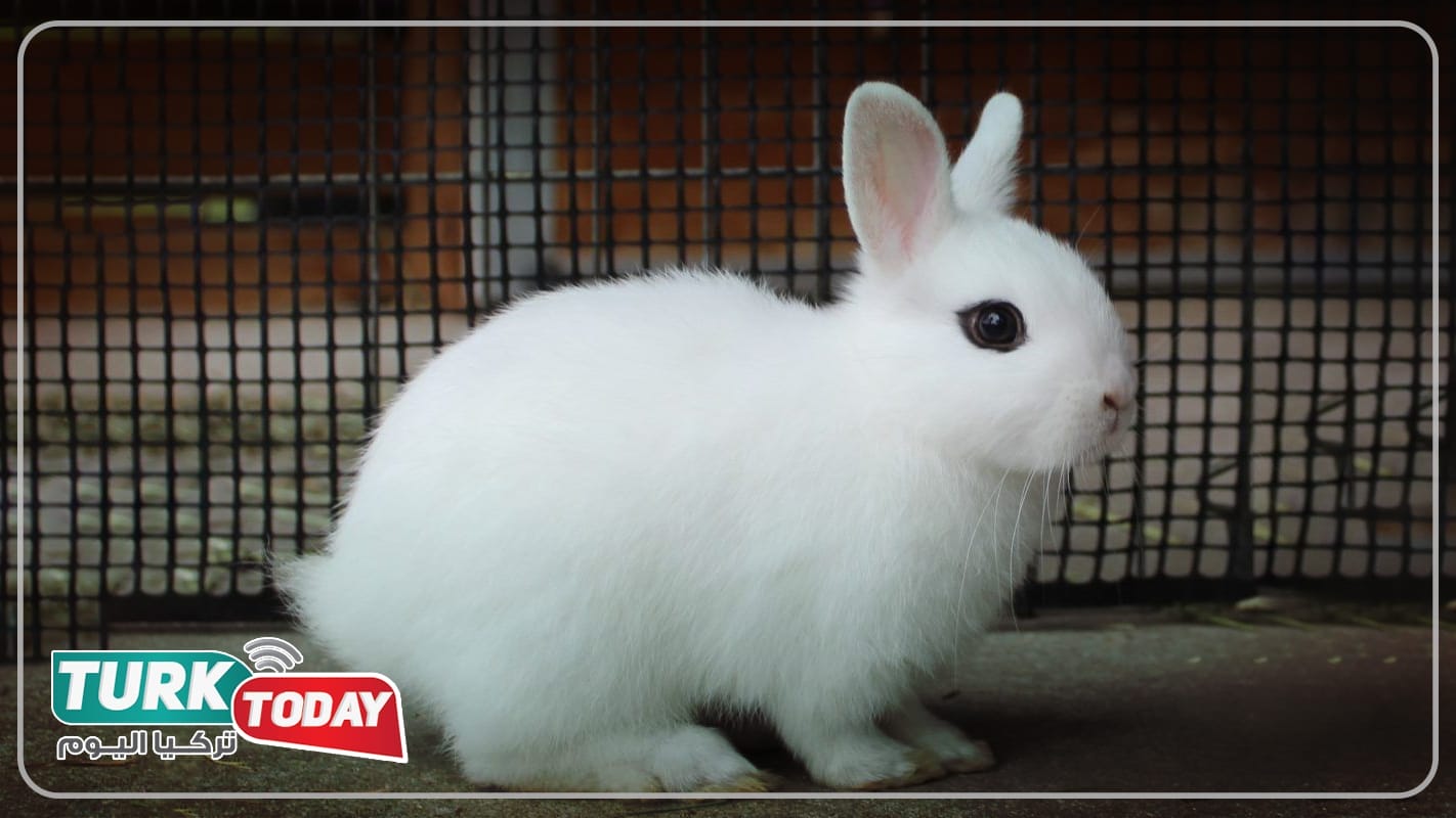 أرنب بلانك دي هوتوت - Blanc de Hotot rabbit