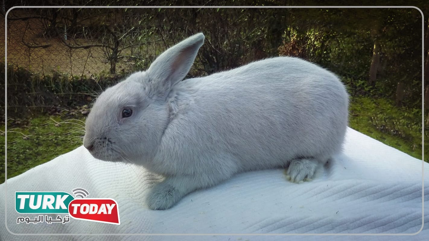 أرنب بيفيرين - Beveren rabbit