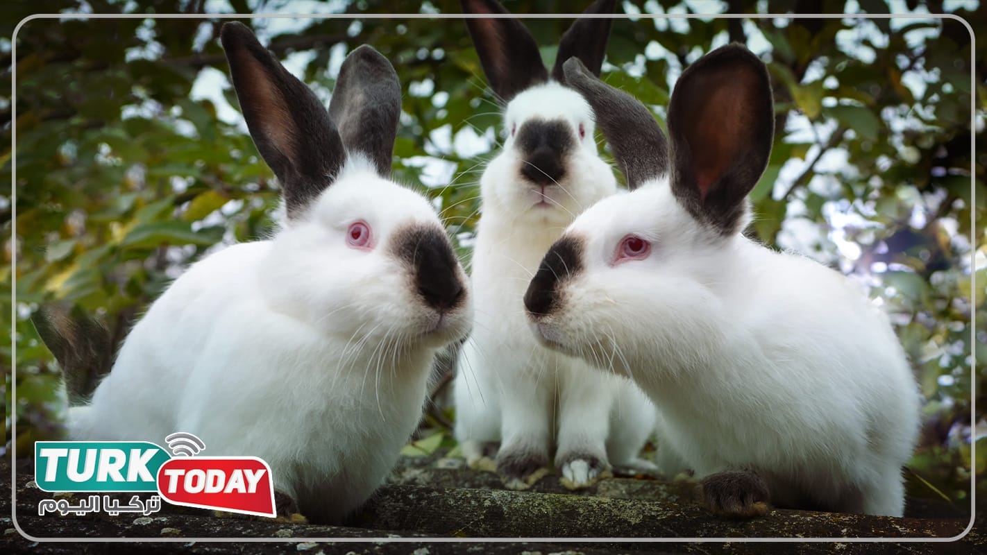 أرنب كاليفورنيا - Californian rabbit