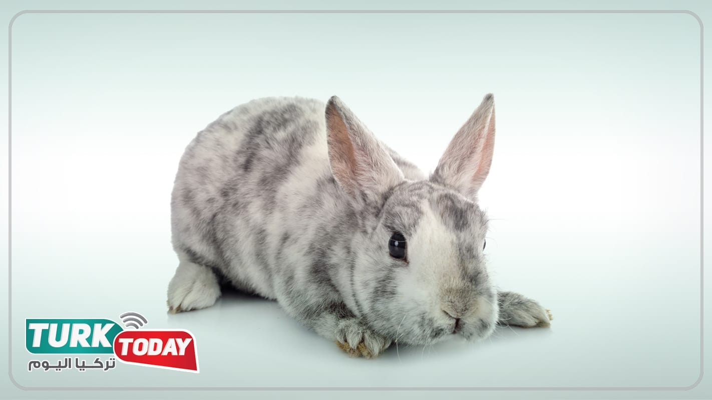 أرنب ميني ريكس - Mini Rex rabbit