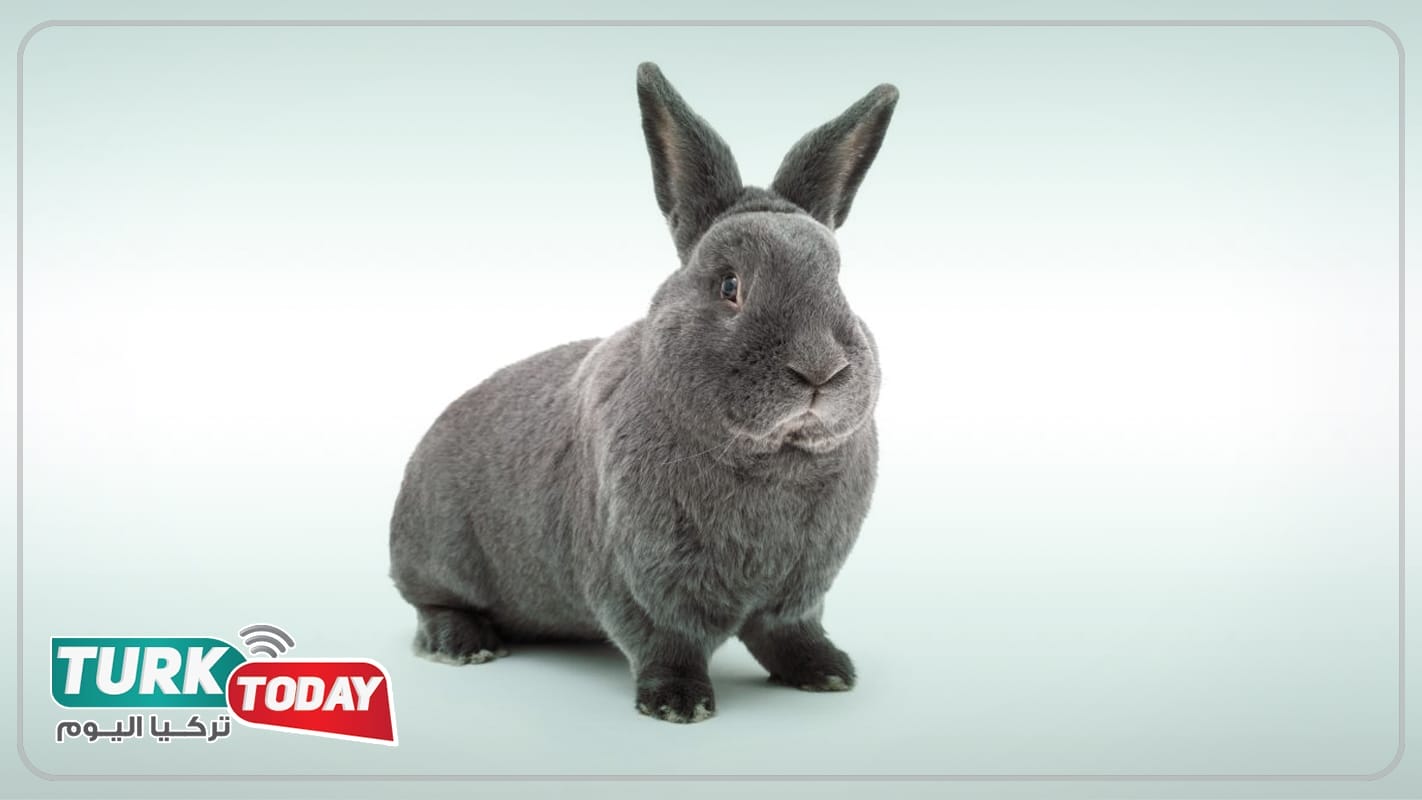 الأرنب الأزرق الأمريكي - Vienna Blue rabbit