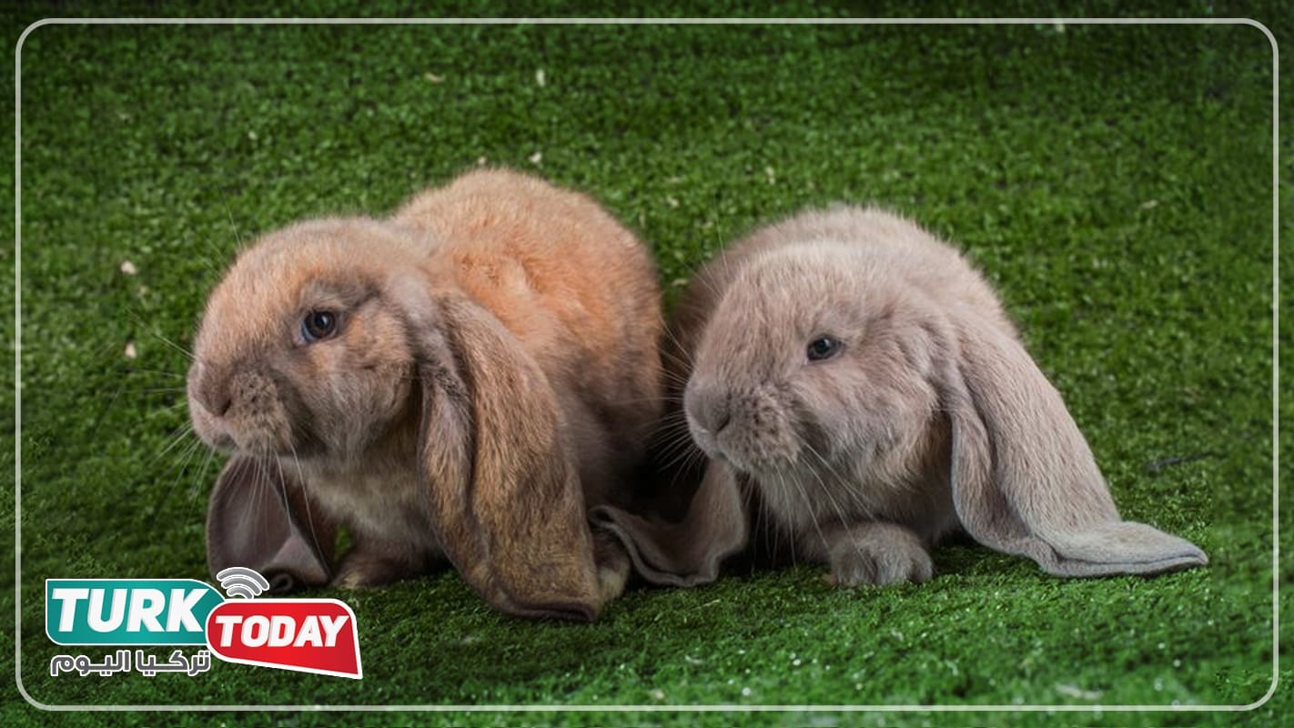 الأرنب الإنجليزي لوب - English Lop rabbit