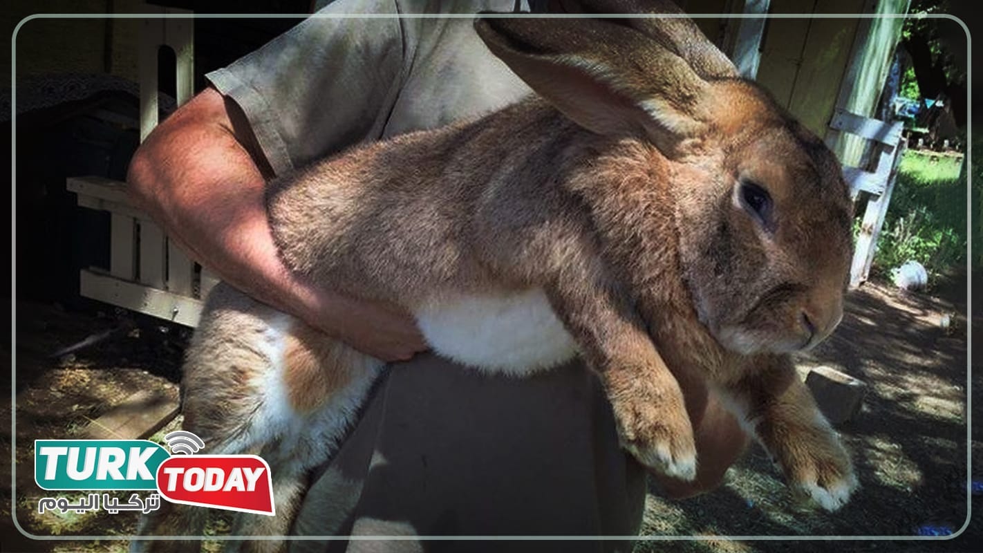 الأرنب الفلمنكي العملاق - Flemish Giant rabbit