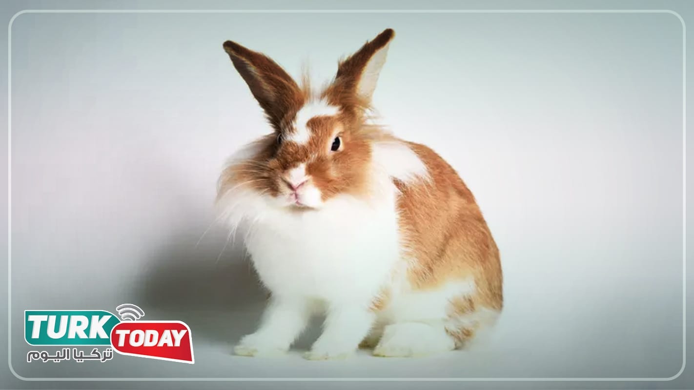 الأرنب القاري العملاق - Giant continental rabbit