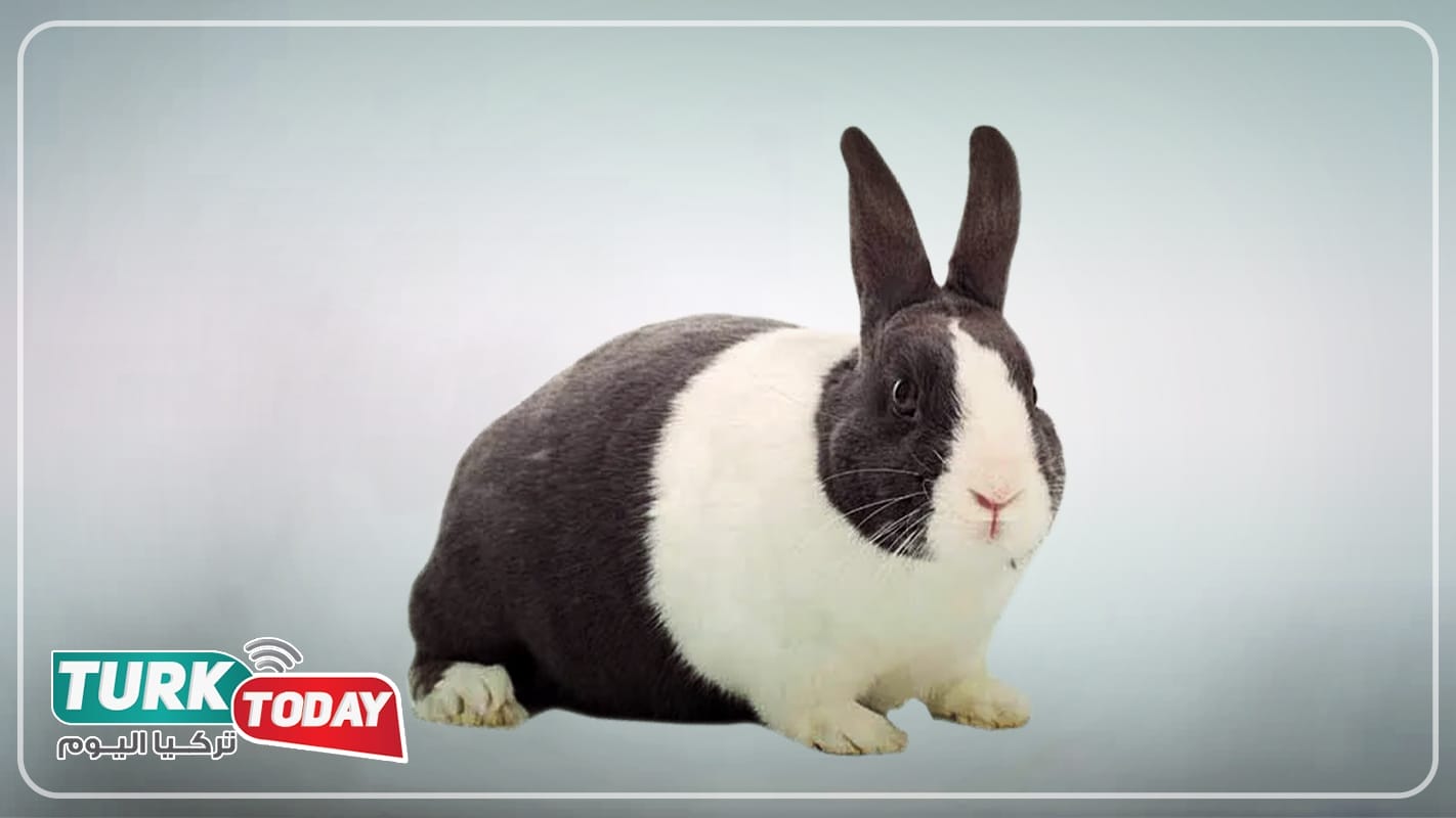 الأرنب الهولندي - Dutch rabbit