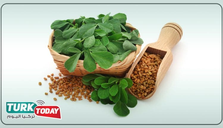 الحلبة: فوائد وأضرار وإستخدامات متعددة