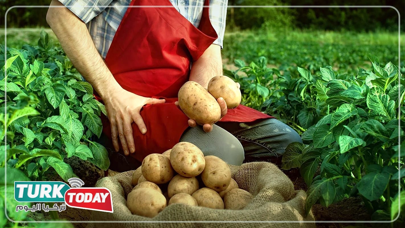 أنواع البطاطا وفوائدها المتنوعة