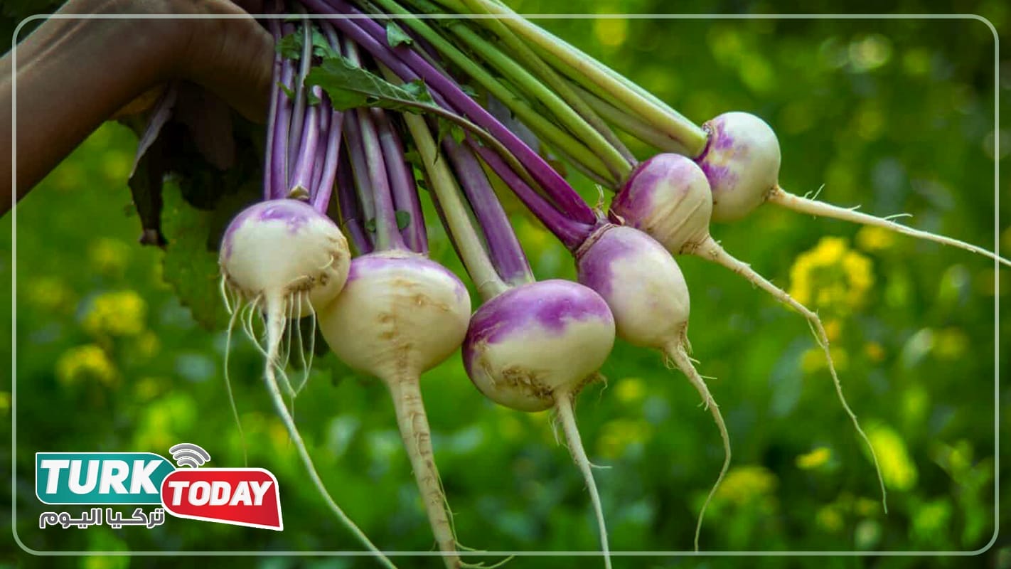 أهم العناصر الغذائية في الشلغم