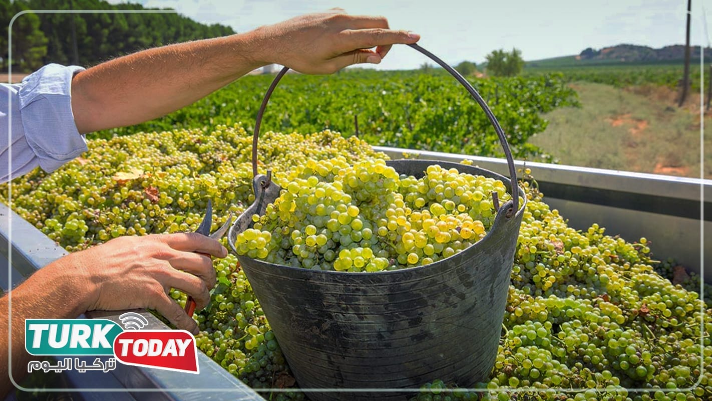 الزبيب المجفف بالشمس