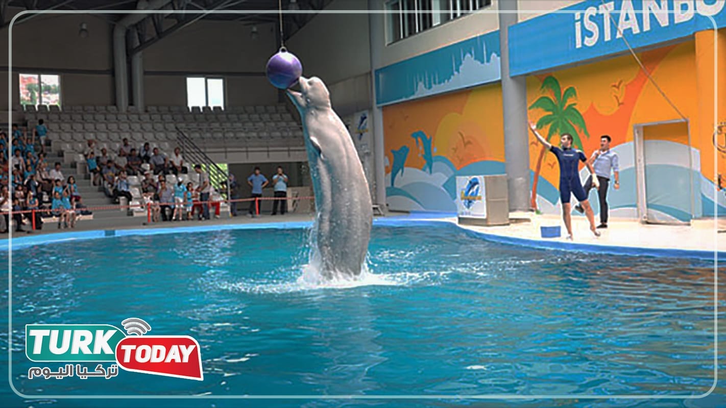 اسطنبول دولفيناريوم (Istanbul Dolphinarium)