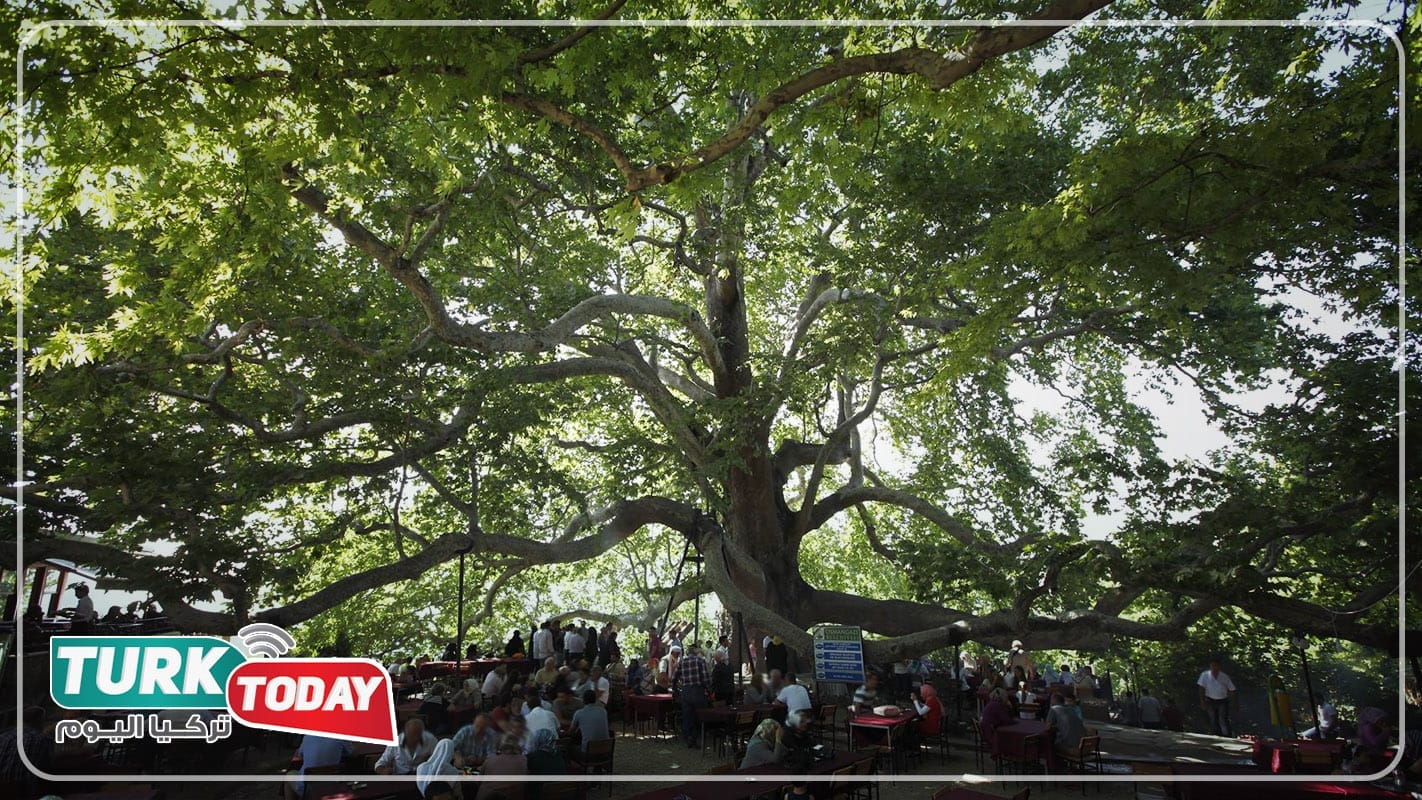 الشجرة المعمرة