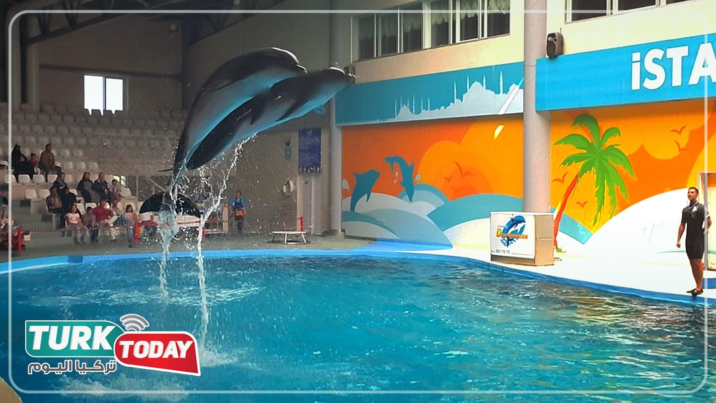 سعر تذاكر دولفيناريوم اسطنبول