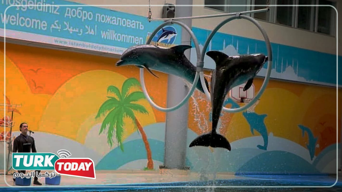 لمحة عن اسطنبول دولفيناريوم