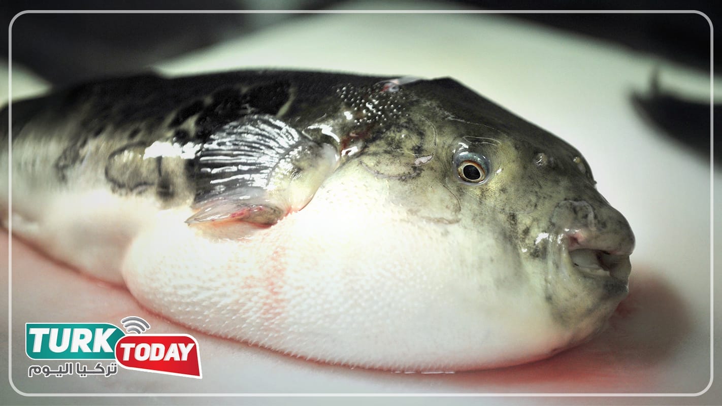 سمكة الارنب